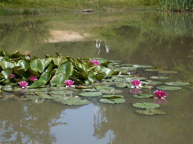 PorteBaudet Nymphea nb
